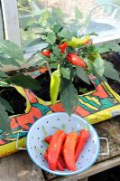 Greenhouse growbag grown chillies 'Hugarian Wax Yellow', ripe fruit in colander, September