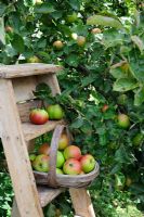 Wooden trug of freshly picked apples on wooden steps near fruit tree, September