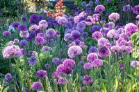 Allium 'Purple Sensation' and Allium giganteum 
