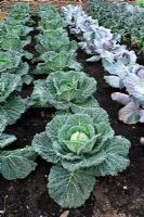 Row of savoy cabbages 'Serpentine' 