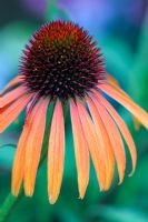 Echinacea 'Arts Pride'