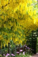 Laburnum 