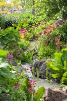 Stream with planting of primroses and ferns