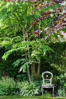 Wooden chair under Cercidiphyllum japonicum - Katsura trees