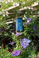 Bird house on pergola with Clematis 'General Sikorski' and Rosa