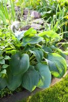 Hosta sieboldiana