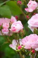 Rosa centifolia Muscosa 'Jeanne de Montfort'