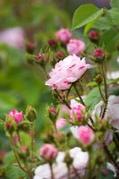 Rosa centifolia Muscosa 'Jeanne de Montfort'