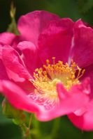 Rosa gallica splendens 'Frankfurt'