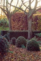 Winter garden with topiary backed by Fagus - Beech hedge and deciduous trees