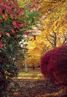 Autumn woodland garden