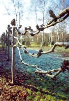 Close up of of pleached lime trees forming boundary in Winter garden