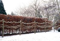 Pleached lime trees forming boundary in winter garden backed by Fagus - Beech hedge 