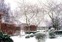 Formal garden in winter with snow covered topiary and Fagus - Beech hedge