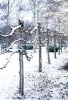 Pleached lime trees forming boundary in Winter garden