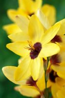 Ixia 'Yellow Emperor' - Corn Lily, June