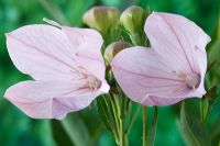 Platycodon grandiflorus 'Fuji Pink' - Balloon flower, July