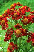 Helenium 'Ruby Tuesday'