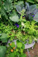 Vegetables and herbs growing in an old tin bath decorated with glass beads. Red cabbage 'Redcap', Broccoli 'Romanesco Natalino', Endive 'Fine de Louvier', golden marjoram, pansies, Radicchio 'Treviso Precoce Mesola' and variegated pineapple mint