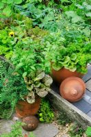 Terracotta forcing jars upended and used as containers for a selection of herbs and salad vegetables. Lactuca - Lettuce 'Freckles', Rosmarinus - prostrate Rosemary, Lemon Basil, Petroselinum crispum - Parsley and Tomatoes