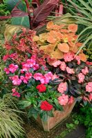 Pot of Variegated Impatiens New Guinea Busy Lizzies with Coleus and Canna Tropicanna 'Phasion' behind.