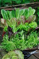 Mixed salad leaves cut and ready for the bowl. From bottom to top - Endive 'Fine de Louvier', Radicchio 'Treviso Precoce Mesola', Lettuce 'Fristina', Lettuce 'Marvel of Four Seasons' and Lettuce 'Counter'