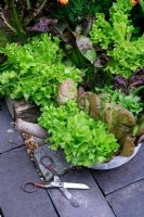 Salad leaves cut and ready for the bowl. In the bed and container, Lettuce 'Fristina' and Radicchio 'Treviso Precoce Mesola', Lettuce 'Marvel of Four Seasons' and Endive 'Fine de Louvier'