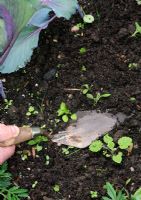 Using a bricklayers pointed trowel to skim off young weed seedlings from around vegetables. This gives more control in tight spaces than using a hoe