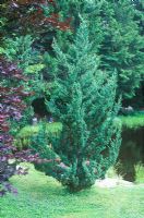 Juniperus chinensis 'Robusta Green' - Chinese Juniper in June