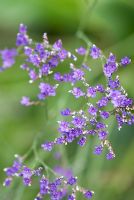 Limonium platyphyllum 'Violetta'