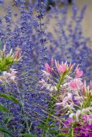 Perovskia atriplicifolia and Cleome hassleriana