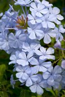 Plumbago auriculata