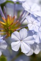 Plumbago auriculata