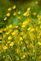 Ranunculus repens