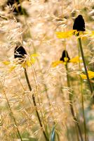 Rudbeckia maxima and Stipa gigantea