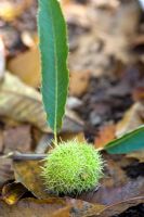 Sweet chestnut case attached to leaves, fallen on the ground 