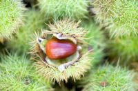 Sweet chestnut showing seed in open pod