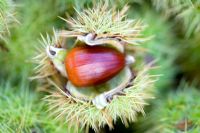 Sweet chestnut showing seed in open pod
