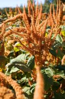 Amaranthus cruentus 'Autumn's Touch'