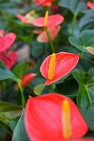 Anthurium 'Fever'