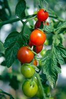 Lypopersicum - Tomato 'Sunny' 