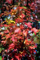 Acer saccharinum - Sugar Maple showing autumn colour