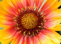 Gaillardia aristata at Daisy Roots Nursery