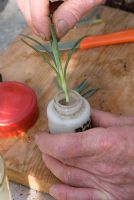 Dipping Dianthus cutting in rooting hormone