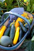 Trug of Cucurbita pepo - Courgettes 'Astia', 'Gold Rush', 'Jedida' ,'Satelite' and 'Floridor'