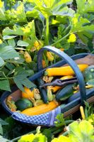 Trug of Cucurbita pepo - Courgettes 'Astia', 'Gold Rush', 'Jedida', 'Satelite' and 'Floridor' 
 