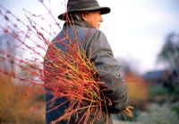 Holding cut stems of Cornus sanguinea 'Midwinter Fire'