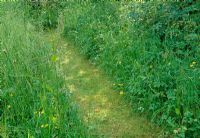 Mown path through wild flower meadow, Barleywood, Hants.