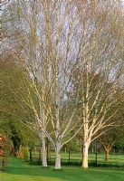 Betula jacquemontii planted in a group of three