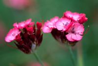Dianthus carthusianorum - RHS Wisley